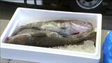 「タラ汁にして食べたい」冬が旬“寒鱈”を格安で販売 100回目マグロ解体ショーも 宮城・南三陸町|TBS NEWS DIG