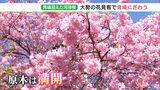「かわいいピンク色すごくきれい」河津桜が見頃です！インバウンドで観光復活へ＝静岡・河津町|TBS NEWS DIG