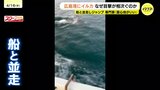 船と並走するイルカ…発見のコツは「鳥」　広島湾で目撃相次ぐ理由とは　専門家「エサがたくさん 居心地いいのでは」　|TBS NEWS DIG