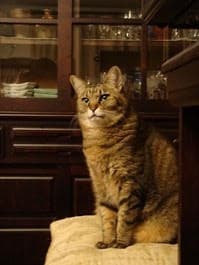 なぜ人間は自らネコの「下僕」になるのか？ 重度の愛猫ロス経験の東大教授が解き明かす|TBS NEWS DIG