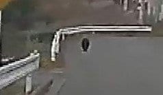 「道路を走るクマ」ドラレコがとらえる　信州まつもと空港付近で相次ぐクマの目撃　この3日間の目撃情報は5件　長野　|　SBC NEWS | 長野のニュース | SBC信越放送