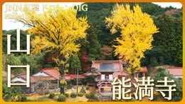 古刹に鎮座するイチョウの木【JNN紅葉ドローンDIG】|TBS NEWS DIG
