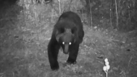 寺の防犯カメラにクマの姿が　体長1.5ｍほどで近くからフンも見つかる　その後も目撃情報があり警察は警戒を呼びかけ　北海道松前町|TBS NEWS DIG