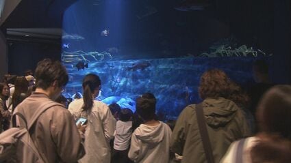 竹島水族館 リニューアルから半年…どうなった？タカアシガニの