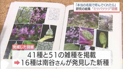半世紀にわたる研究の集大成 詳しい判別方法が分かる「ミツバツツジ
