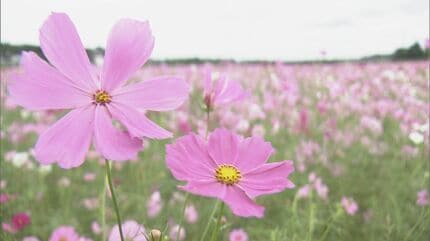 約15万本のコスモスが秋風にゆれる コメの収穫終えた田んぼ