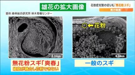 なぜ増え続ける花粉症患者 対策の“究極の切り札”「花粉の出ないスギ