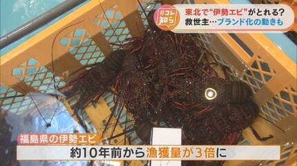 三重県から伊勢エビが消えた！？なぜか東北地方で伊勢エビ出現