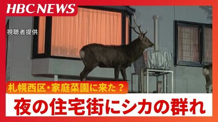 夜の住宅街を歩き回るシカ4頭…家庭菜園で何かを食べていたか 住民が