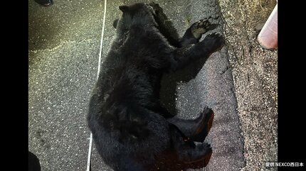 クマとぶつかった」高速道路上で横たわるクマ 山陽自動車道で車とクマ