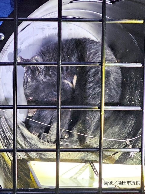 酒田市の寺の床下クマ　山に放される　きのう捕獲、けさ麻酔をかけ搬出（山形）　|　山形のニュース│TUYテレビユー山形