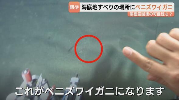 ベニズワイガニ漁に朗報？海底地すべり発生エリアで生息を確認…漁獲量の回復に期待　富山　|　富山のニュース｜天気・防災｜チューリップテレビ