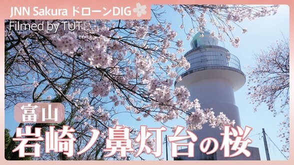 岩崎ノ鼻灯台の桜【JNN sakuraドローンDIG 2026】|TBS NEWS DIG