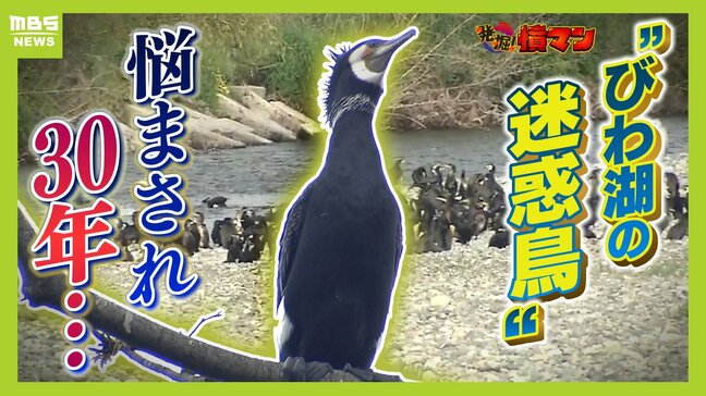 「迷惑でしかない」「雨が降ると臭いすごい」5年前の6倍以上!住宅街で急増『カワウ』のフン害に地元住民が苦悩 30年以上続く“びわ湖の迷惑鳥”との戦い|TBS NEWS DIG