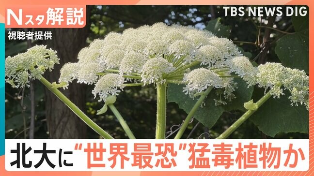 国内未確認のはず…北海道大学に“世界最恐の猛毒植物”バイカルハナウドか　触れると激しい炎症おこす恐れ【Nスタ解説】|TBS NEWS DIG