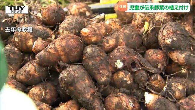 生産しているのは全国でたった1人 最上伝承野菜 "米さずべ芋" の植え付けを児童が体験 柔らかくうまみが豊か(山形)|TBS NEWS DIG