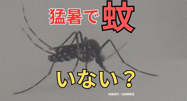 「蚊」いない?猛暑で蚊のシーズンに変化 ピークは9月か「蚊飼育室」もつ業界最大手の虫刺され薬メーカーにも影響|TBS NEWS DIG