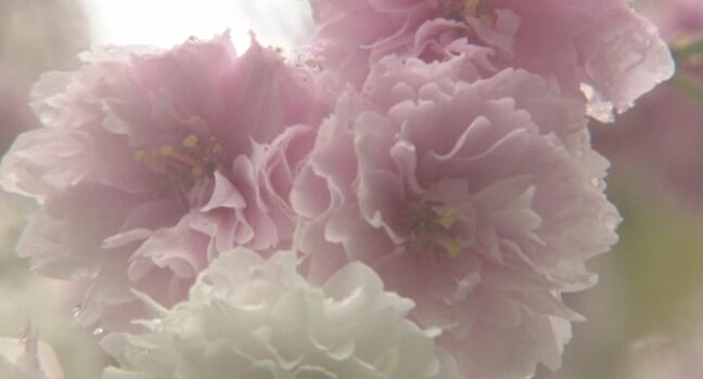 「菊のようなサクラ」ケタノシロキクザクラが見頃 石川・羽咋市|TBS NEWS DIG