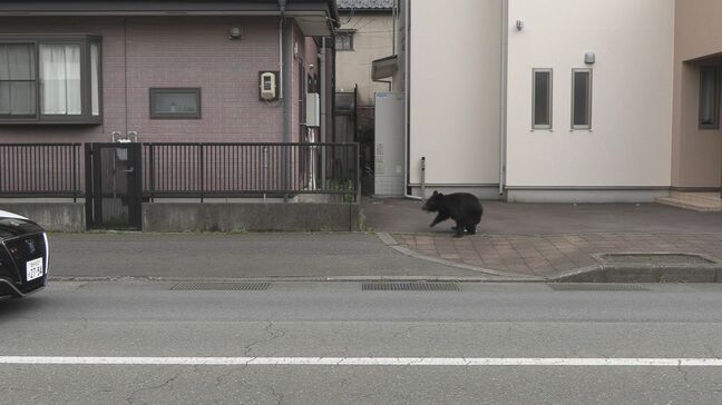 住宅街にクマ迷い込む　警察官に近寄るなど、現場は一時緊張感に包まれる　岩手・釜石市|TBS NEWS DIG