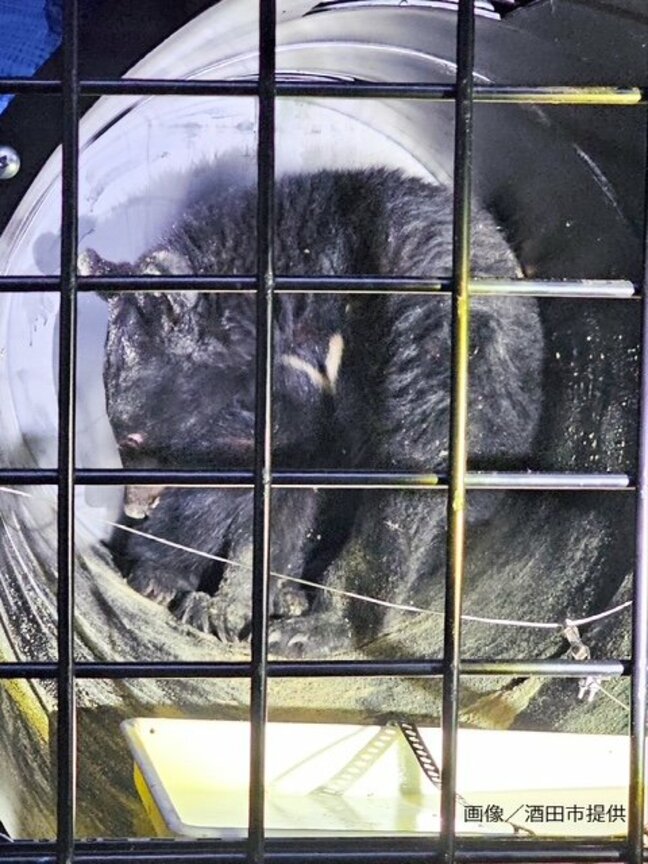酒田市の寺の床下クマ 山に放される きのう捕獲、けさ麻酔をかけ搬出(山形)|TBS NEWS DIG