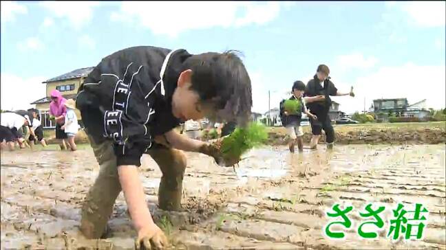 ブランド米「ささ結」田植え体験 宮城・大崎市|TBS NEWS DIG