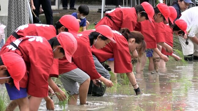 歌手の相川七瀬さん、古代米「赤米」を小学生たちと田植え【岡山】|TBS NEWS DIG
