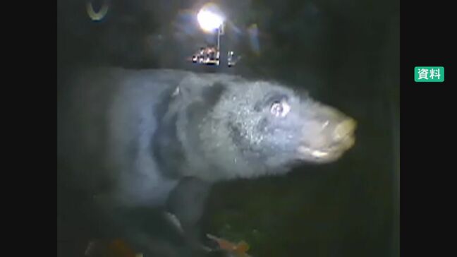 9月から市街地でも銃を使って「クマの駆除」が可能に 対応は警察から自治体主体に 現場はどう対応⁉ 石川・小松市で訓練|TBS NEWS DIG