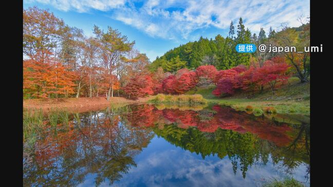 紅葉を見に来たのに「緑ですね…」気温下がらず見頃はまだ少し先? SNSで注目“逆さモミジ”は見頃に|TBS NEWS DIG
