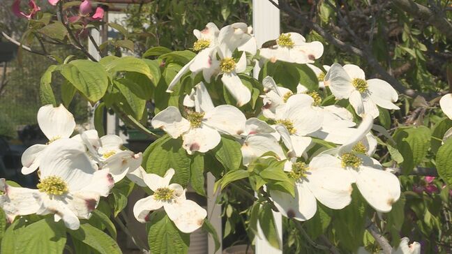 幸運招く 紅白のハナミズキ 住宅の庭彩る|TBS NEWS DIG