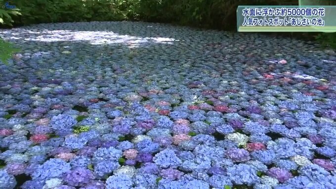 水面に浮かぶ5000個の花　観光あじさい園の人気のフォトスポットにぎわう　岩手・一関市|TBS NEWS DIG