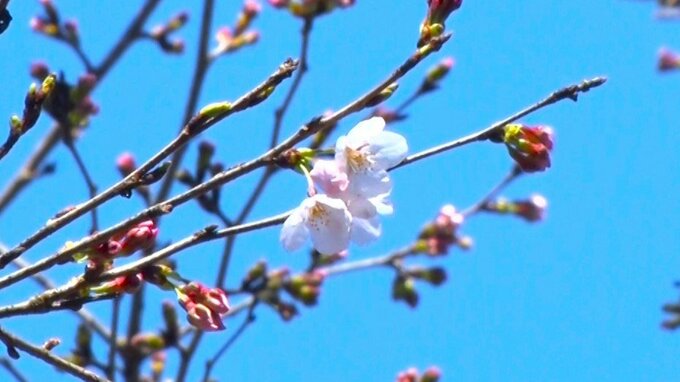 "非公式"ながら「日本一早い」サクラ開花　高知・宿毛市が独自に設定したソメイヨシノ標本木に「8輪」花が咲く　|　高知のニュース・天気｜KUTV NEWS | KUTVテレビ高知