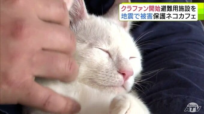 「どうやってネコたちを守っていけばいいのか」災害時に猫が安全に避難できるシェルター設立を…地震で影響受けたネコカフェがクラウドファンディング開始　殺処分される猫も救えるシェルター目指して 八戸市の保護猫カフェ|TBS NEWS DIG