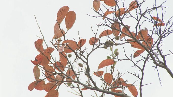ラニーニャ現象が発生し、降雪量は平年並みか平年より多くなる可能性　今季の除雪計画は？　|　BSSニュース | BSS山陰放送