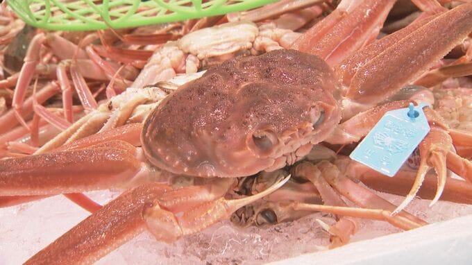 来月解禁“加能ガニ” 7年ぶり漁獲枠増加の背景には漁師の「資源保護の意識」も　　|　石川県のニュース｜MRO北陸放送