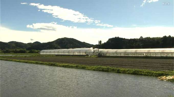 台風6号の農畜産物への被害は3億円あまりに　ショウガやミョウガ、オクラ、ニラなどに打撃【高知】　|　高知のニュース・天気｜KUTV NEWS | KUTVテレビ高知