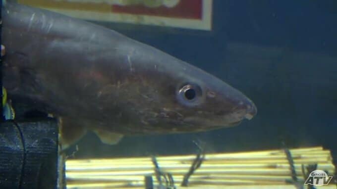 水槽は“恵方巻き”！？　2月3日の「節分」にちなんだ企画展　「かわいかった」子どもたちの人気集める　青森県八戸市の水産科学館マリエント|TBS NEWS DIG