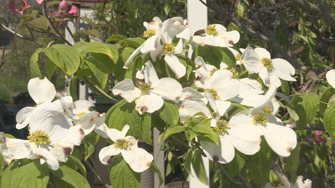 幸運招く　紅白のハナミズキ　住宅の庭彩る|TBS NEWS DIG