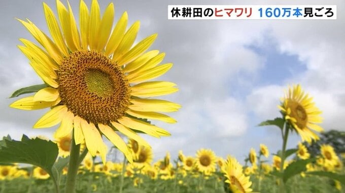 休耕田を活用してヒマワリ160万本「自分より背が高くてびっくり」子どもたち走り回る　富山・黒部市　|　富山のニュース｜天気・防災｜チューリップテレビ