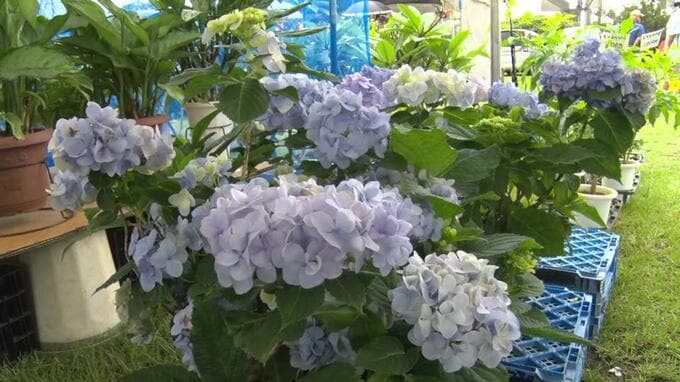 市場価格よりも安く販売　花と緑の普及を目的に恒例の「若夏の大植木市」開催　沖縄市|TBS NEWS DIG