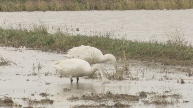 冬の使者「コハクチョウ」がやってきた 落穂ついばむ愛らしい姿|TBS NEWS DIG