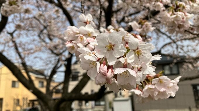 青森市の桜「満開」観測史上最早！合浦公園「青森春まつり」も準備進む　13日から準まつり体制で屋台営業|TBS NEWS DIG