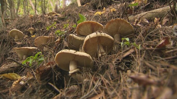 「きのこ採りで滑落した」　マツタケを採りに山林へ　自営業の７１歳男性が死亡　斜面を約８０メートル滑落か　消防が出動も全身を強く打ちその場で死亡を確認　長野・大鹿村　|　SBC NEWS | 長野のニュース | SBC信越放送