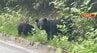 「やっぱりクマがいた…」ネマガリダケ採りに来た客の見回り中に撮影…道路脇に2頭のクマ…長野・高山村の山沿いの県道…その後クマは山奥に　|　SBC NEWS | 長野のニュース | SBC信越放送