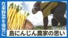 在来野菜をどう守る　受け継がれてきた自家採種、次世代につなげたい「島にんじん」の魅力　|　沖縄のニュース｜RBC 琉球放送