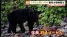 富山湾、黒部川河口にクマ出没「まさかこんな場所に…」野鳥撮影中の男性が捉えた恐怖の瞬間　富山・黒部市　|　富山のニュース｜天気・防災｜チューリップテレビ