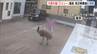 一時脱走した体長約2mの「エミュー」は去年ふ化した子ども　移動動物園の関係者が自宅の庭でペットとして放し飼い　約2時間後に捕獲　滋賀・守山市　|　MBSニュース | 関西の最新ニュースを分かりやすく。