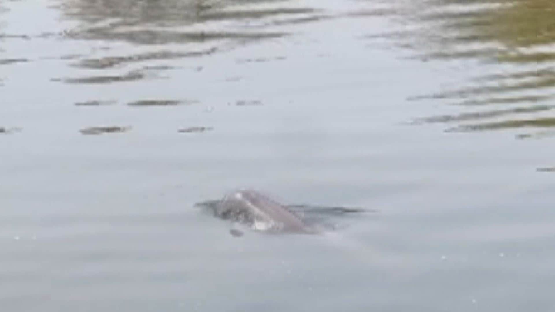 川にいるのはとても珍しい｣ 名古屋で撮影されたスナメリが泳ぐ映像 魚