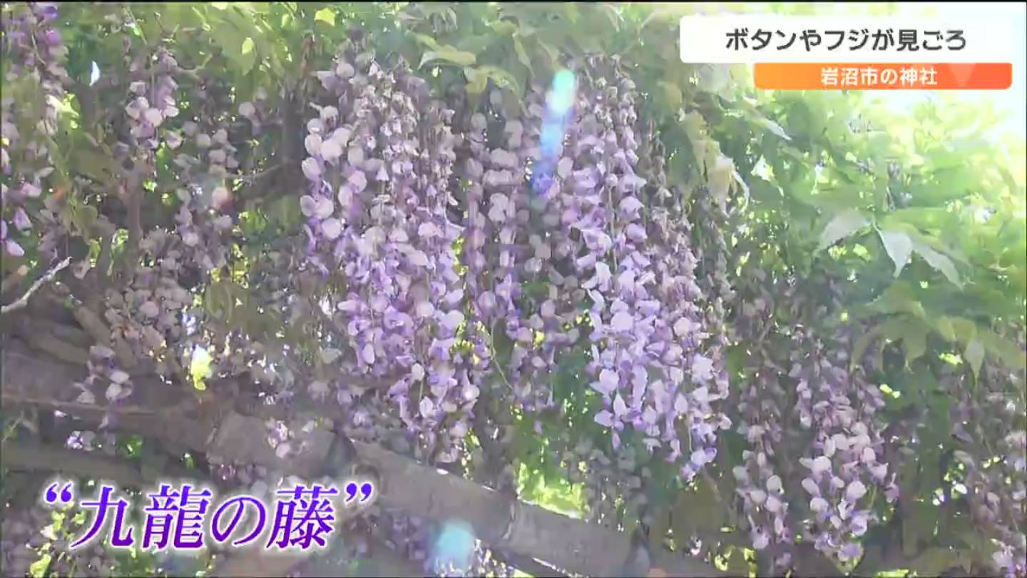 樹齢300年で枝が9本「九龍の藤」見ごろ 金蛇水神社で花まつり 宮城