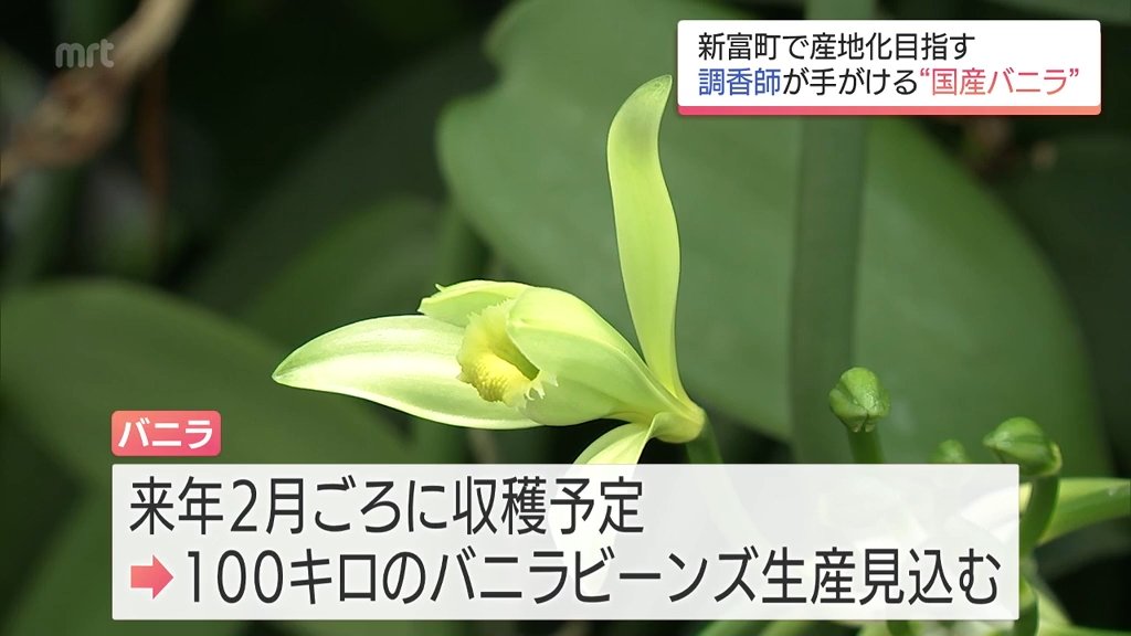 バニラ主要産国に負けない香りを 新富町で調香師が栽培から発酵・乾燥