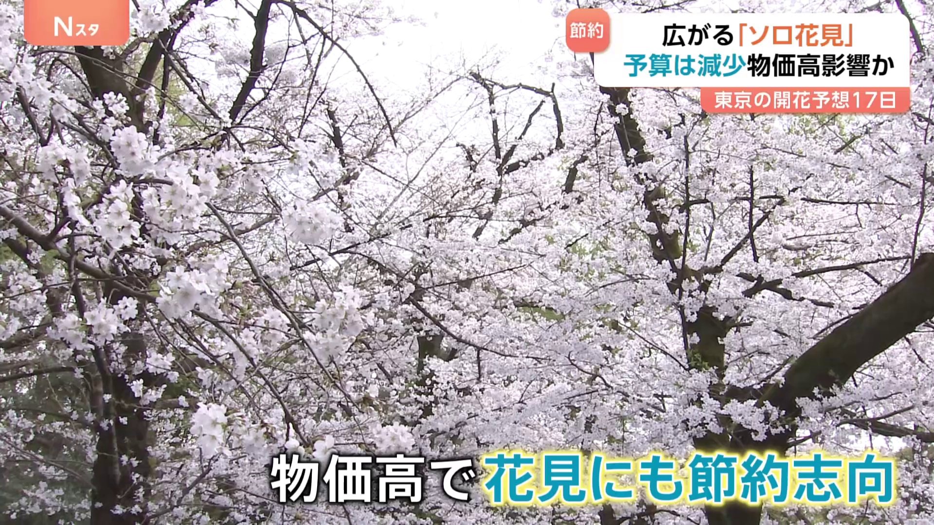 お花見にも「節約志向」定着 予算は1000円減、一方で「ソロ花見」は2.2